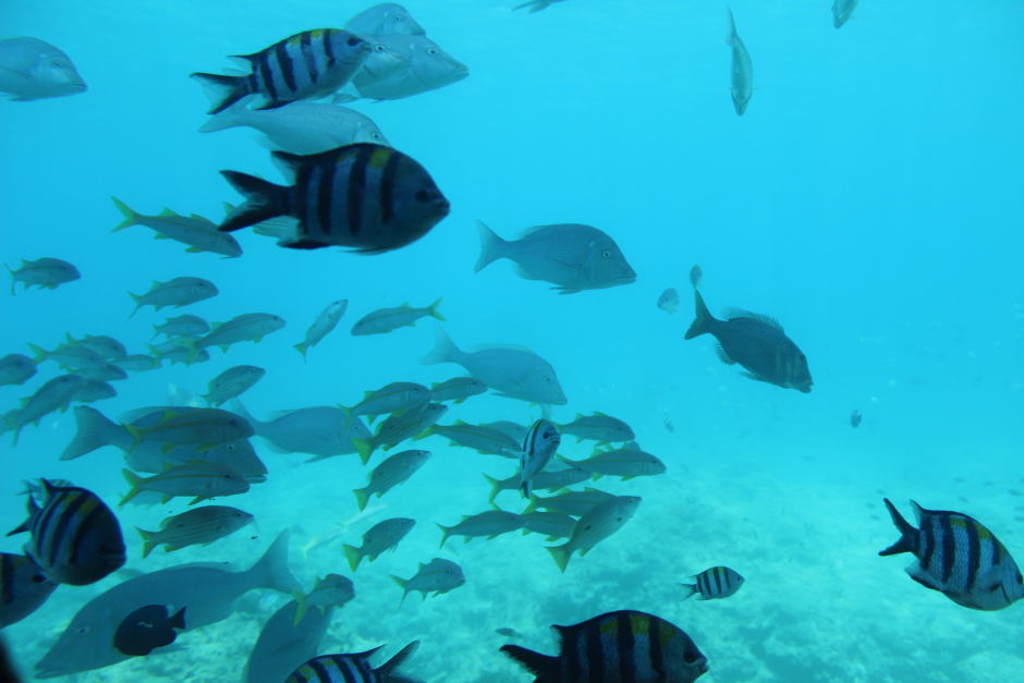 いろんな魚たち