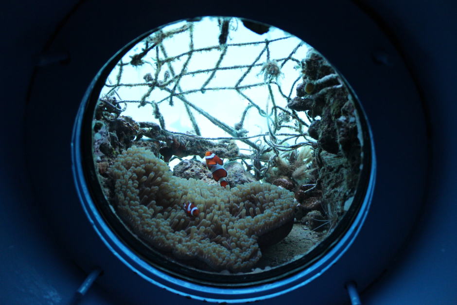 カクレクマノミ