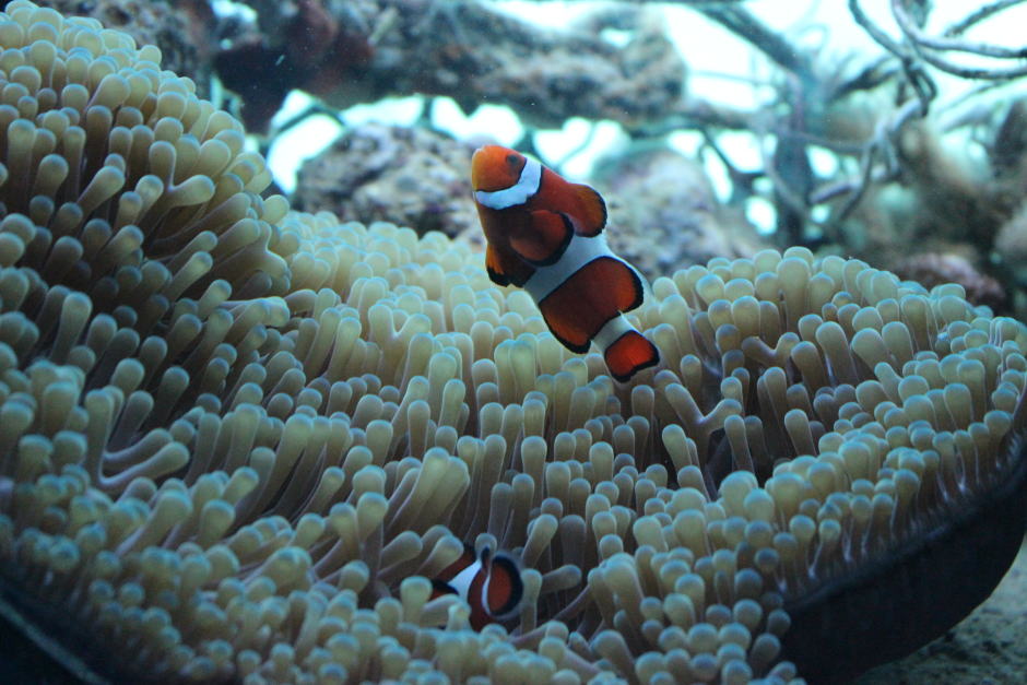 カクレクマノミ