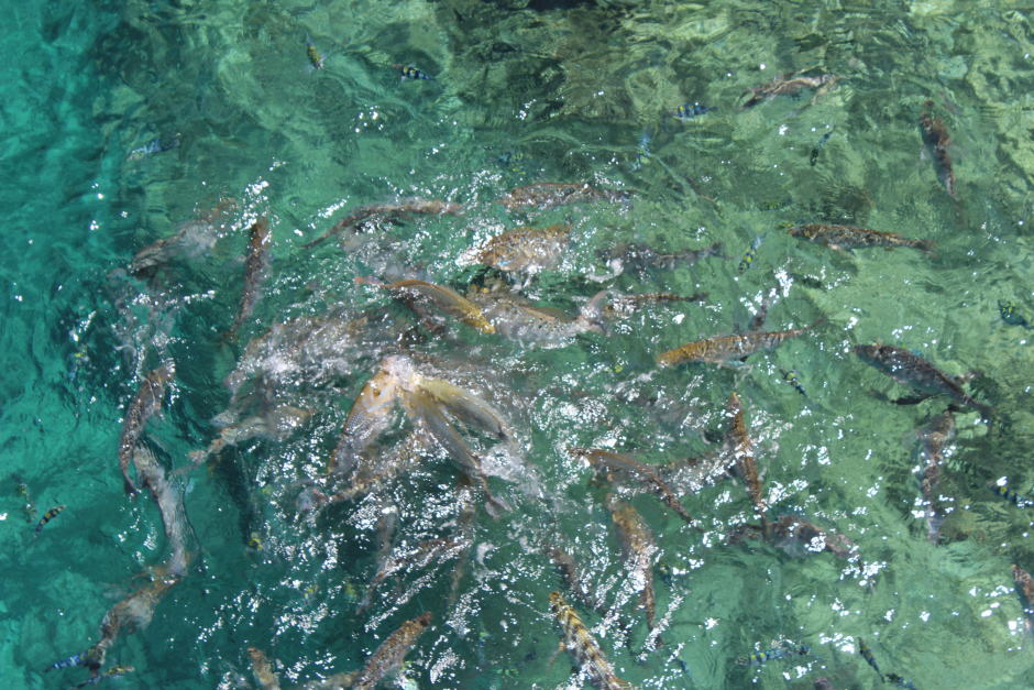 餌に群がる魚