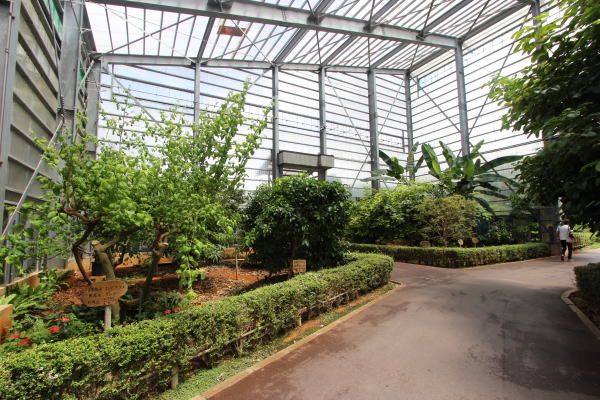 亜熱帯果樹園
