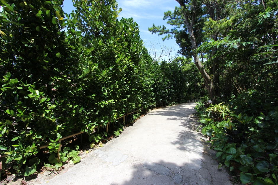 フクギに囲まれた雰囲気がいい石敷道